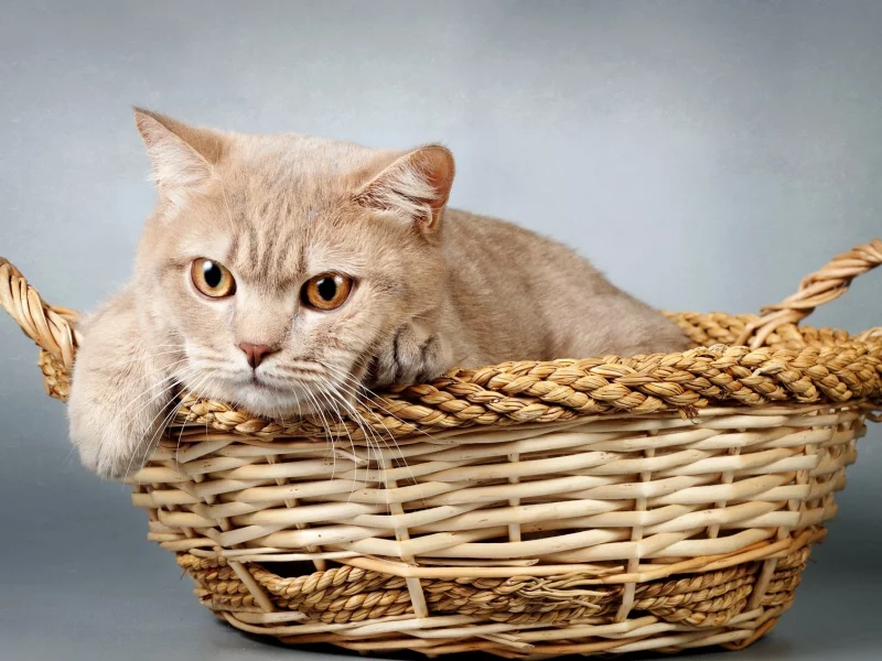 кошка, кот, коте