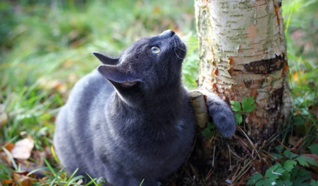 кошка, взгляд на дерево, животное