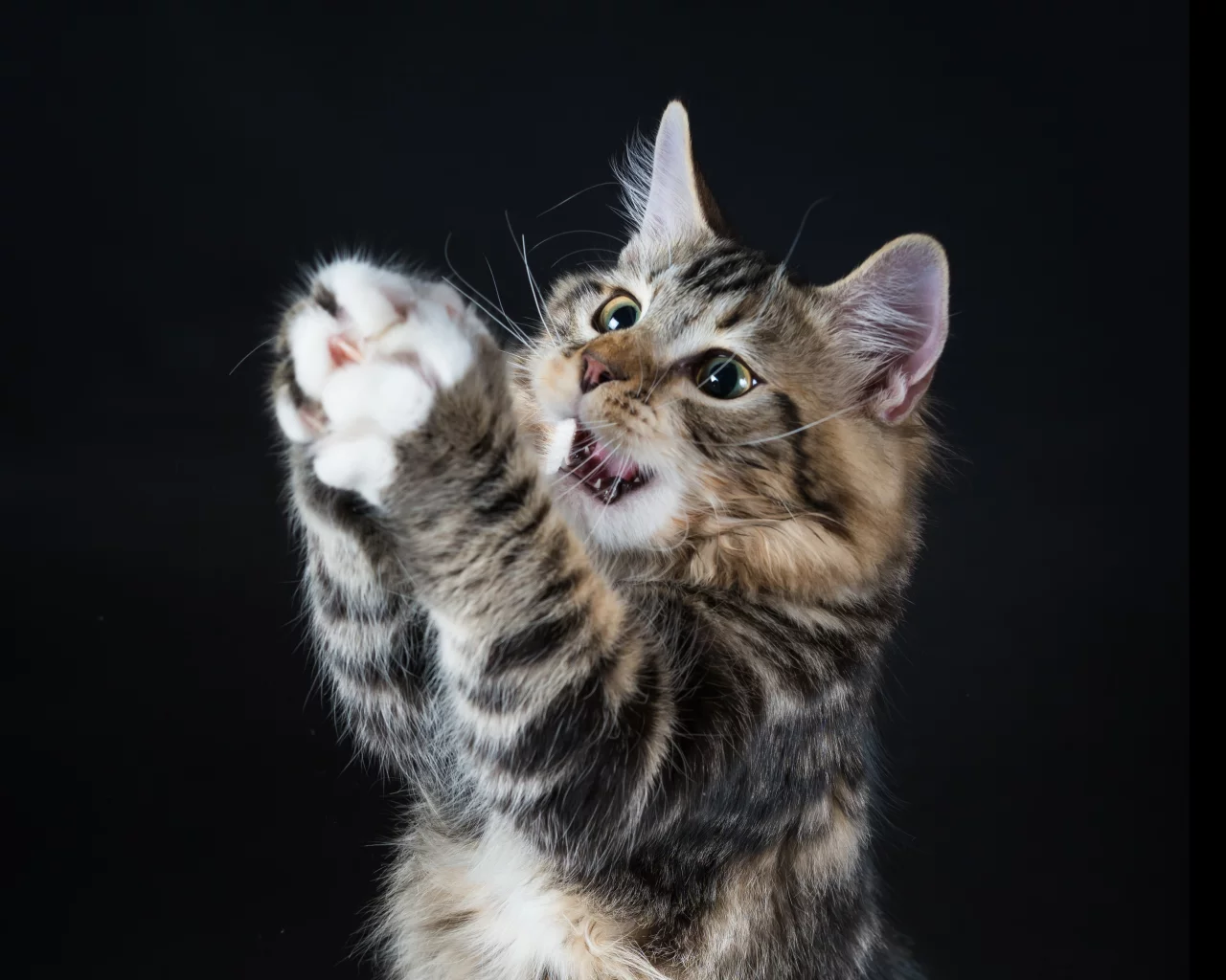 котёнок, играет