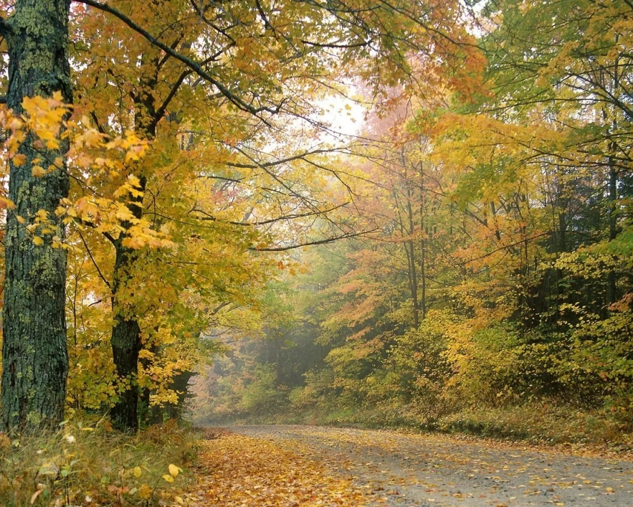 деревья, осень, листопад, дорога