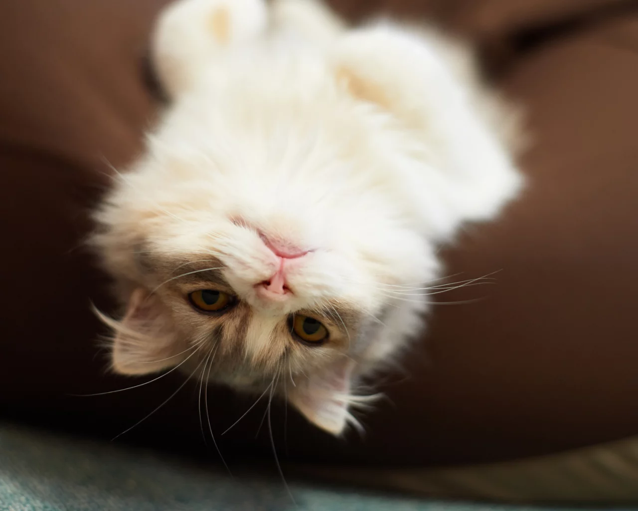 кошка, взгляд, лежит на спине