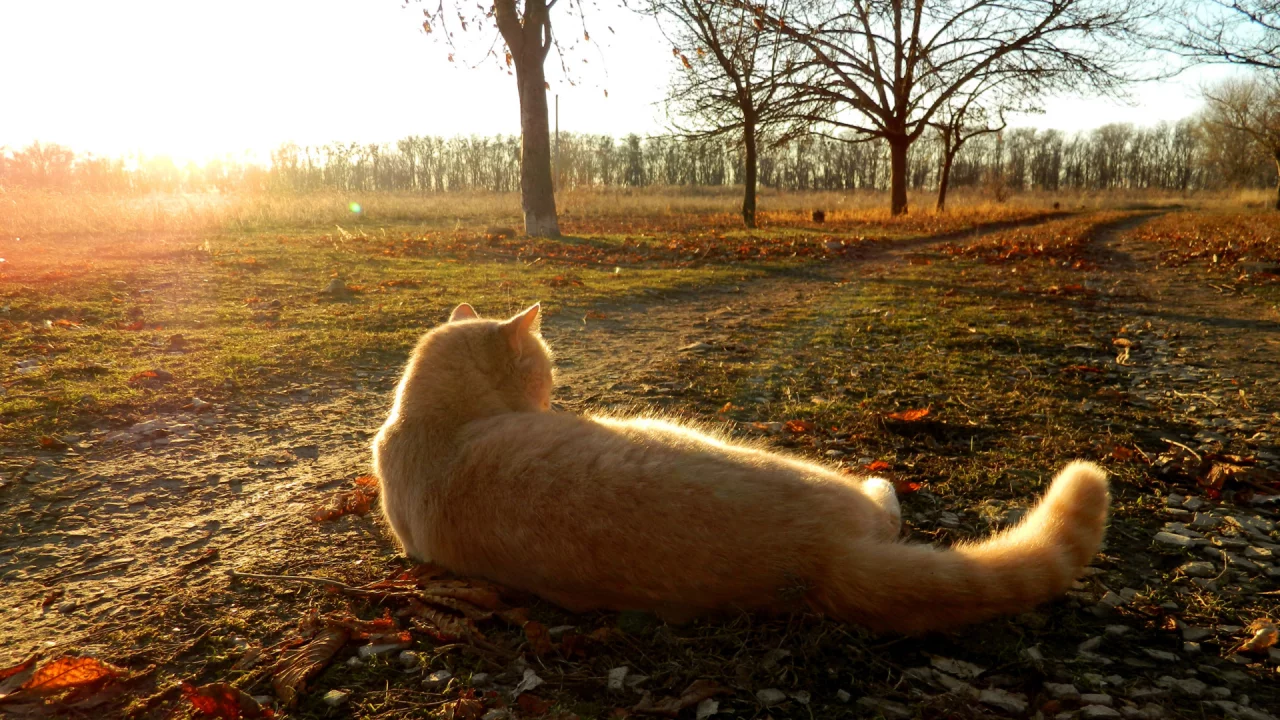 кот, животное, лежит на траве