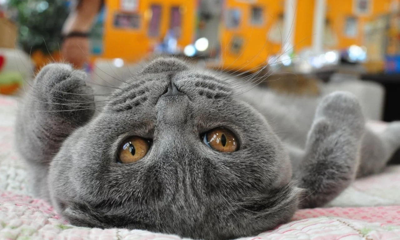 кот, взгляд, лежит на спине