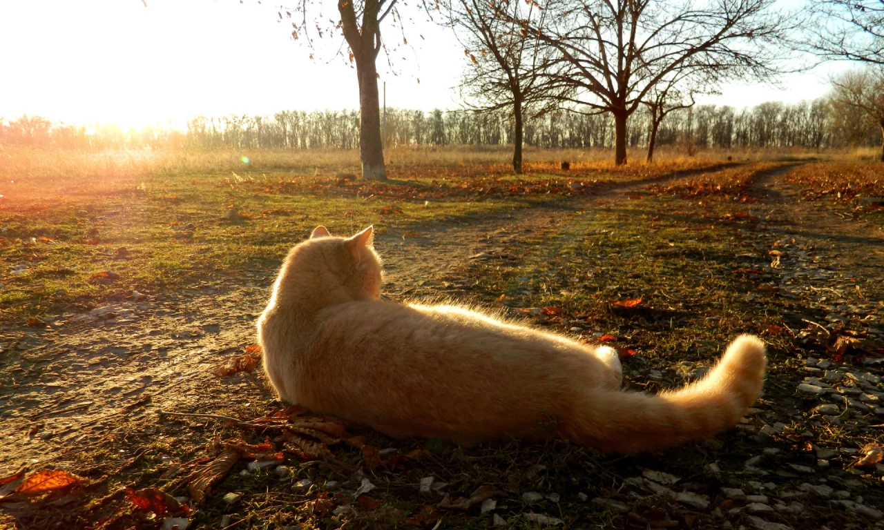 кот, животное, лежит на траве