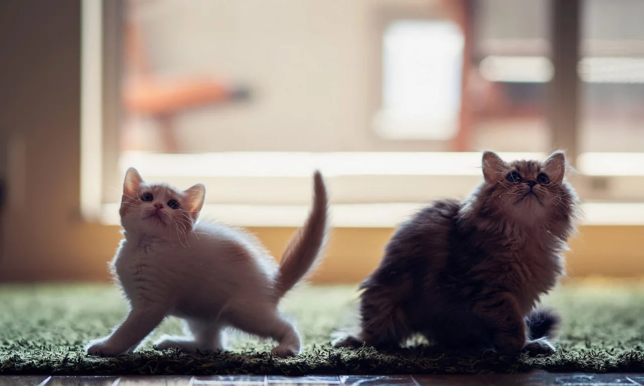 котята, животные, маленькие