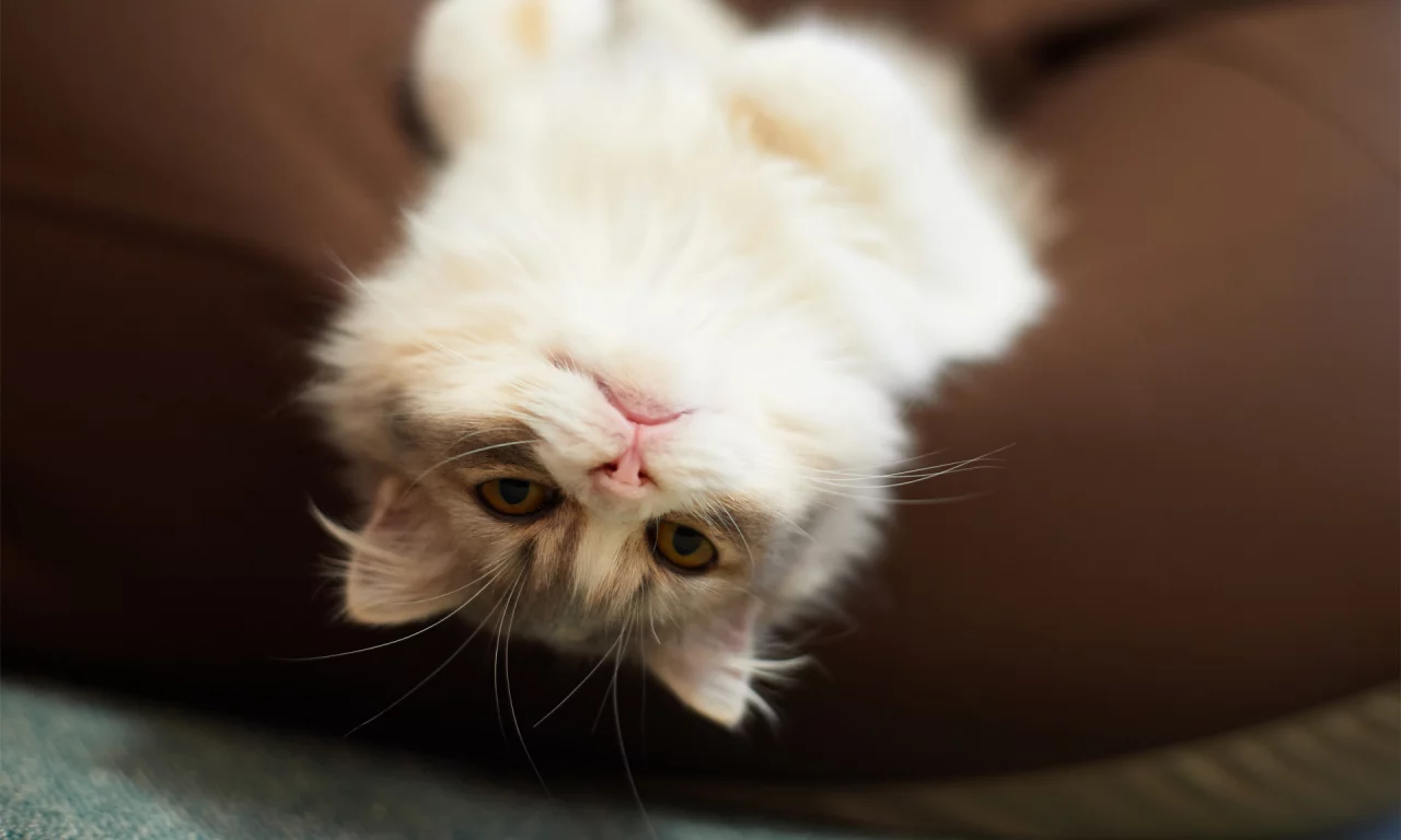 кошка, взгляд, лежит на спине