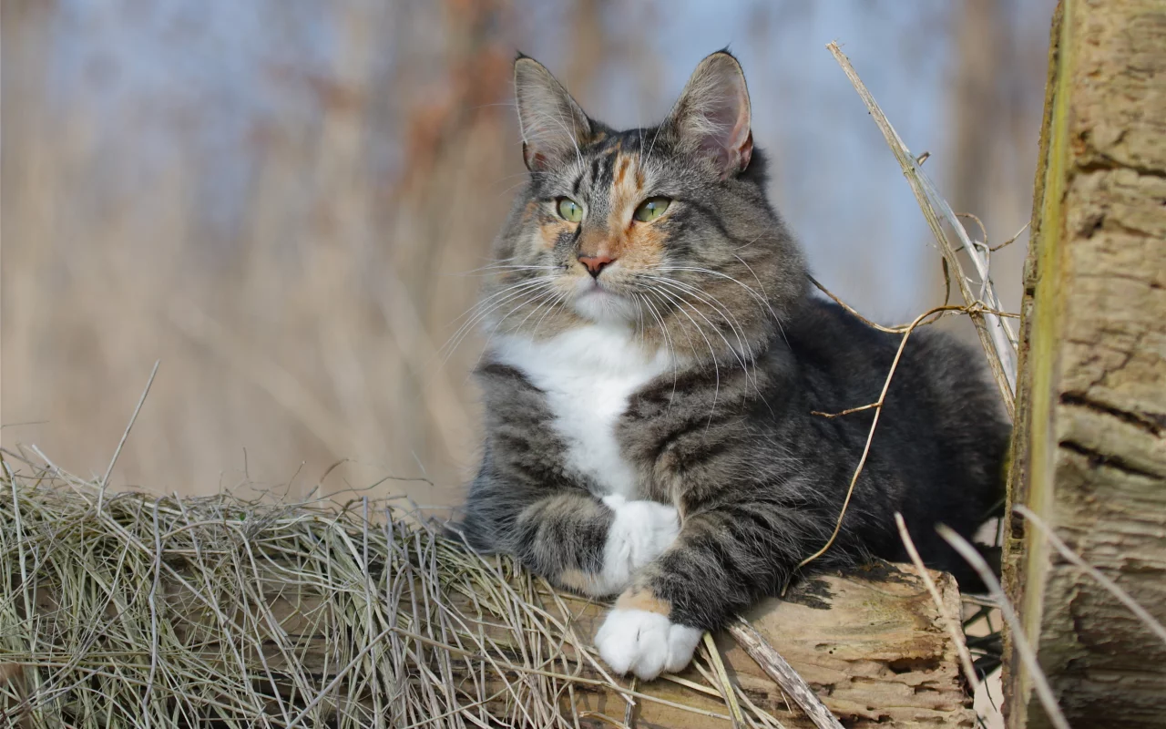 кошка, животные, взгляд