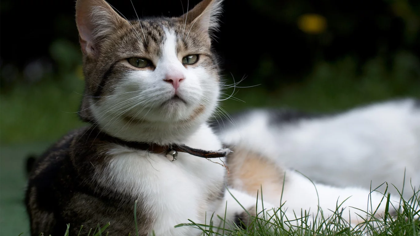 кот, взгляд, лежит на траве