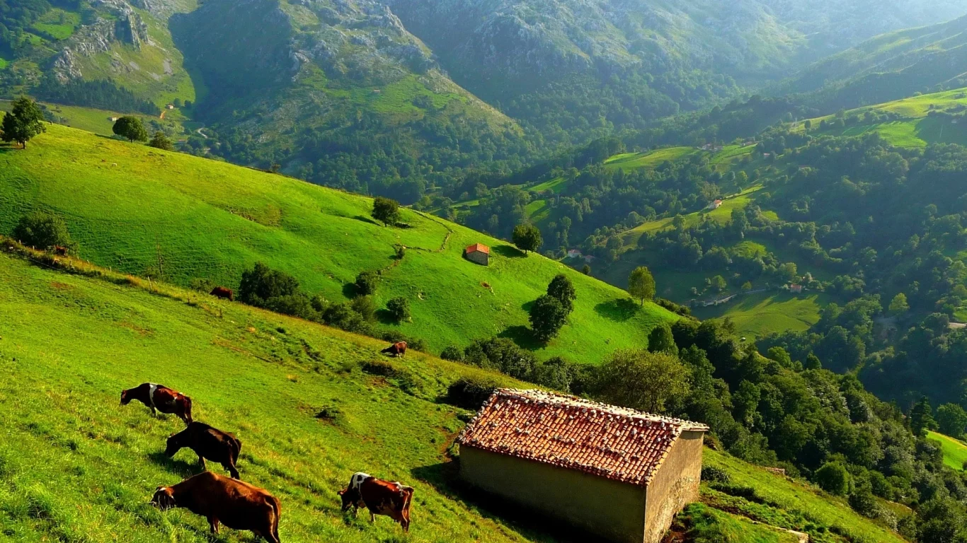 горы, луг, трава, коровы