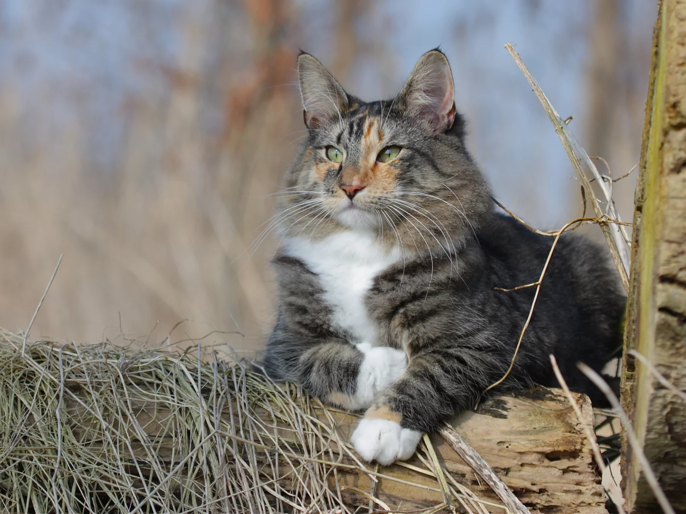 кошка, животные, взгляд