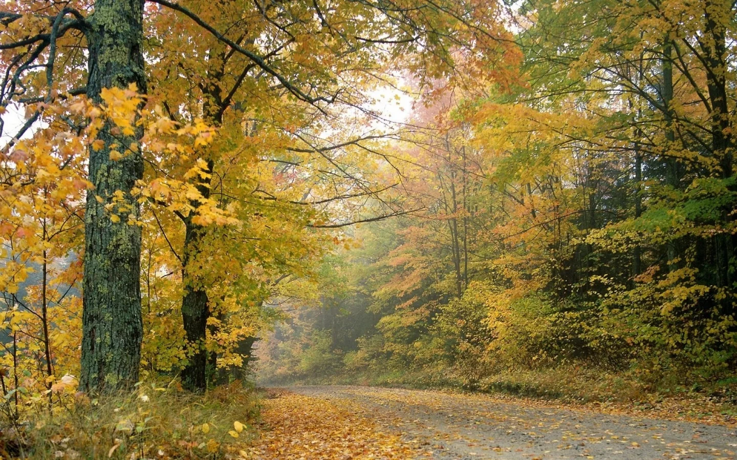 деревья, осень, листопад, дорога