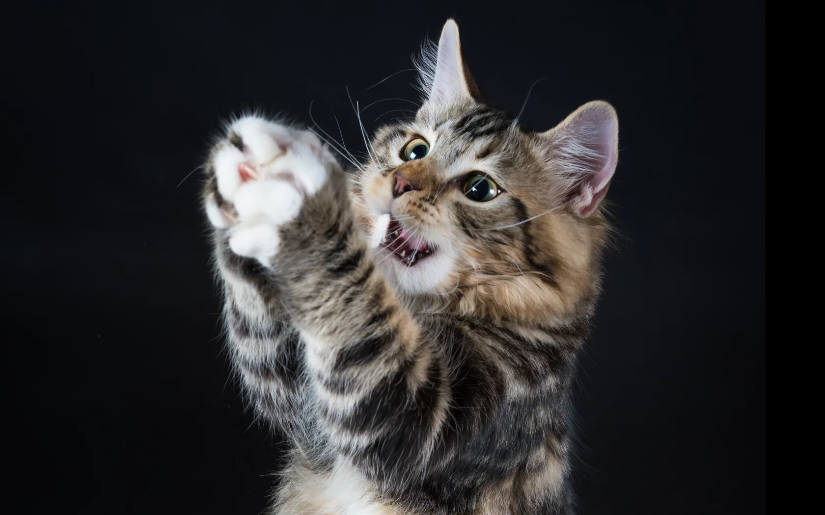 котёнок, играет