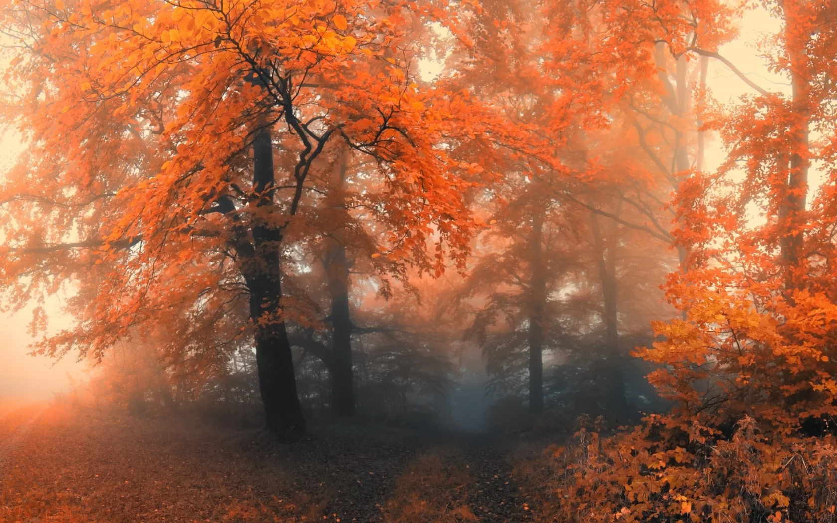 лес, деревья, осень, туман