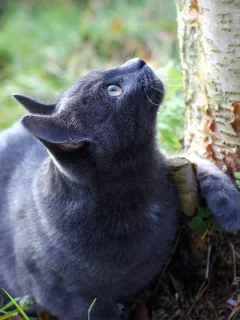 кошка, взгляд на дерево, животное