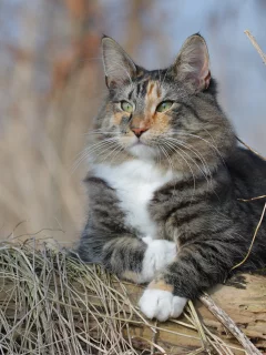 кошка, животные, взгляд