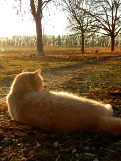 кот, животное, лежит на траве