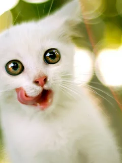 кошка, язык