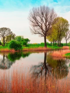 река, деревья, лето