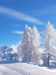 зима, снег, деревья
