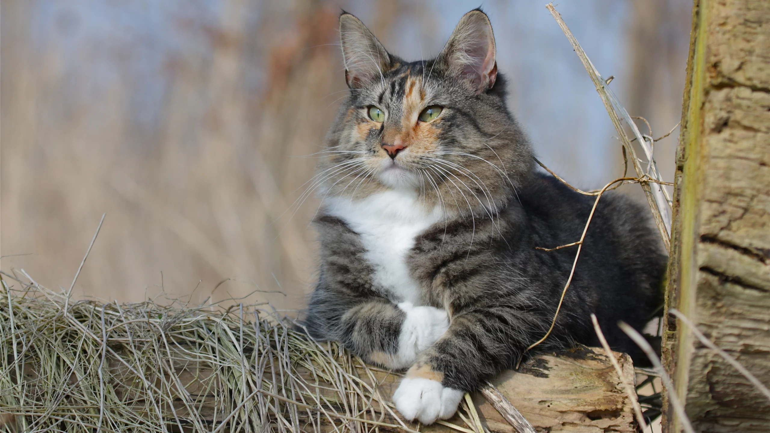 кошка, животные, взгляд