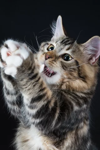 котёнок, играет