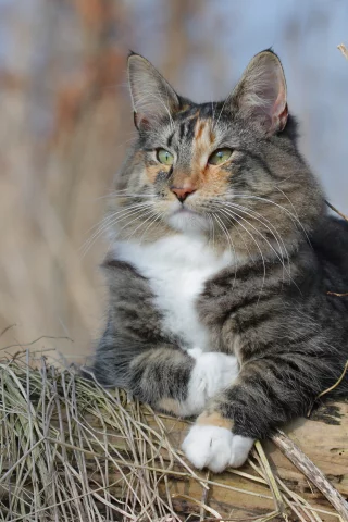кошка, животные, взгляд