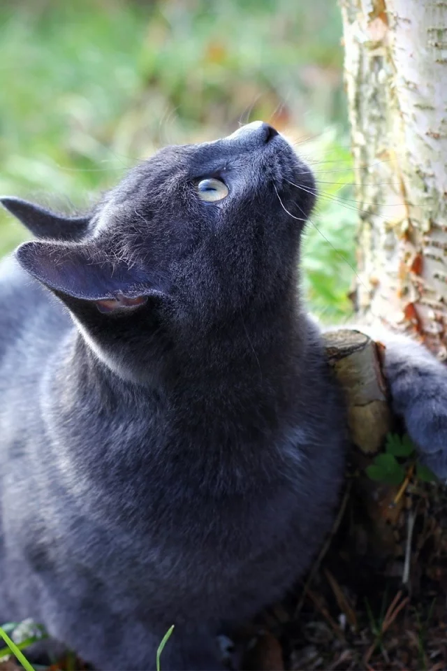 кошка, взгляд на дерево, животное