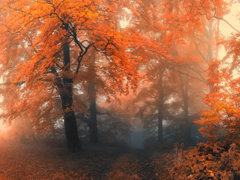 лес, деревья, осень, туман