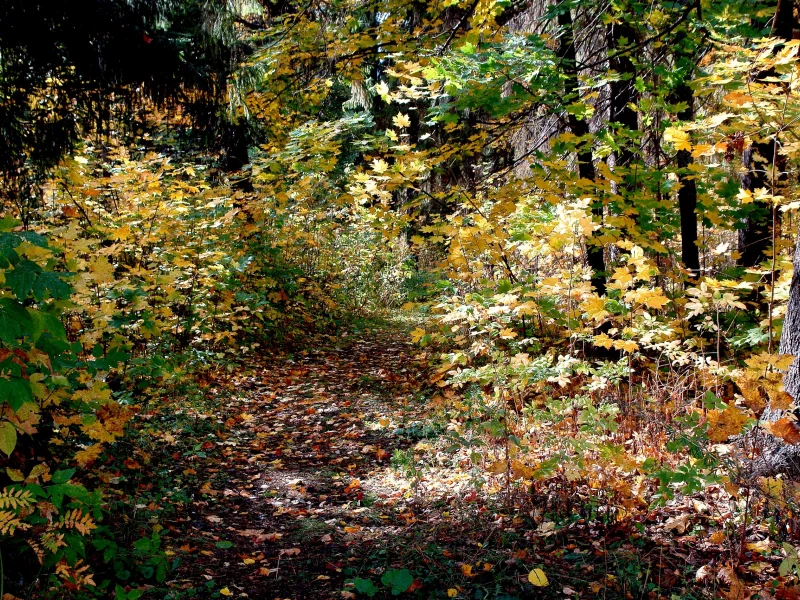 осенняя тропинка, желтые листья