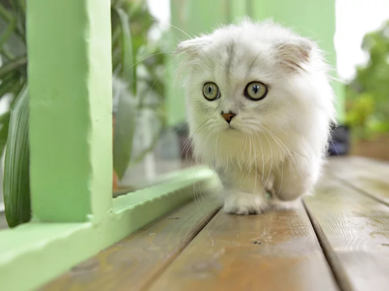 котёнок, маленький, идёт