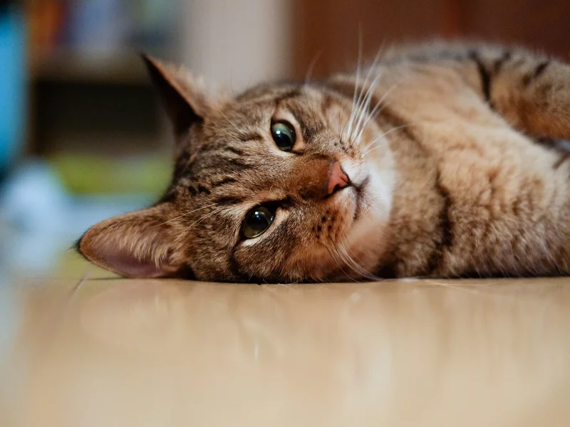 кот, взгляд, лежит