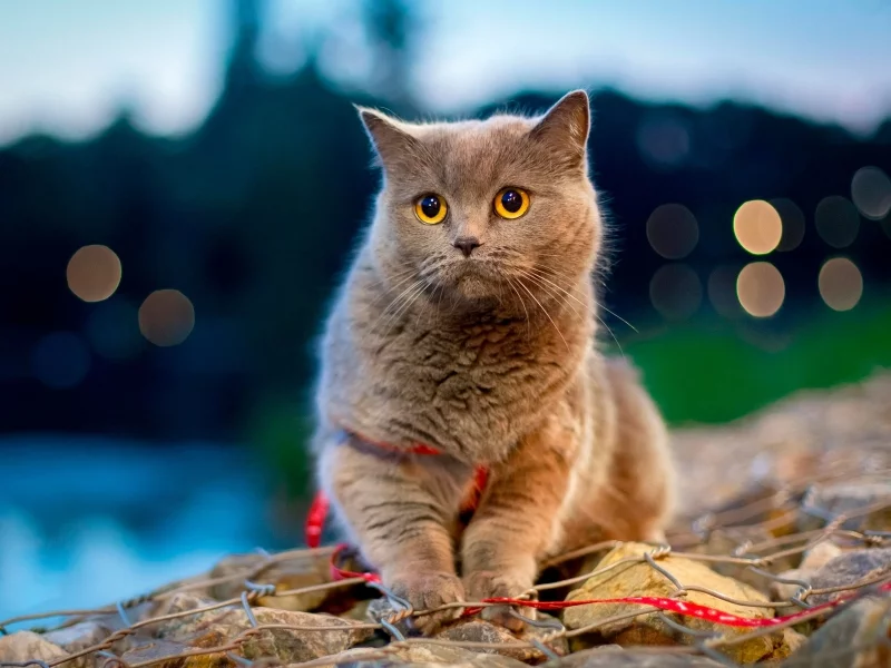 кот британец, взгляд