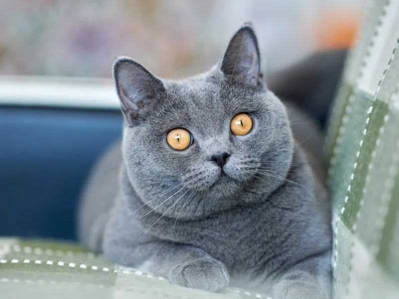 кот, взгляд