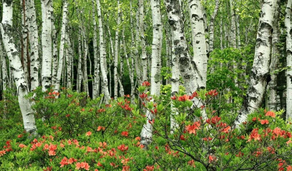 берёзовая роща, цветы