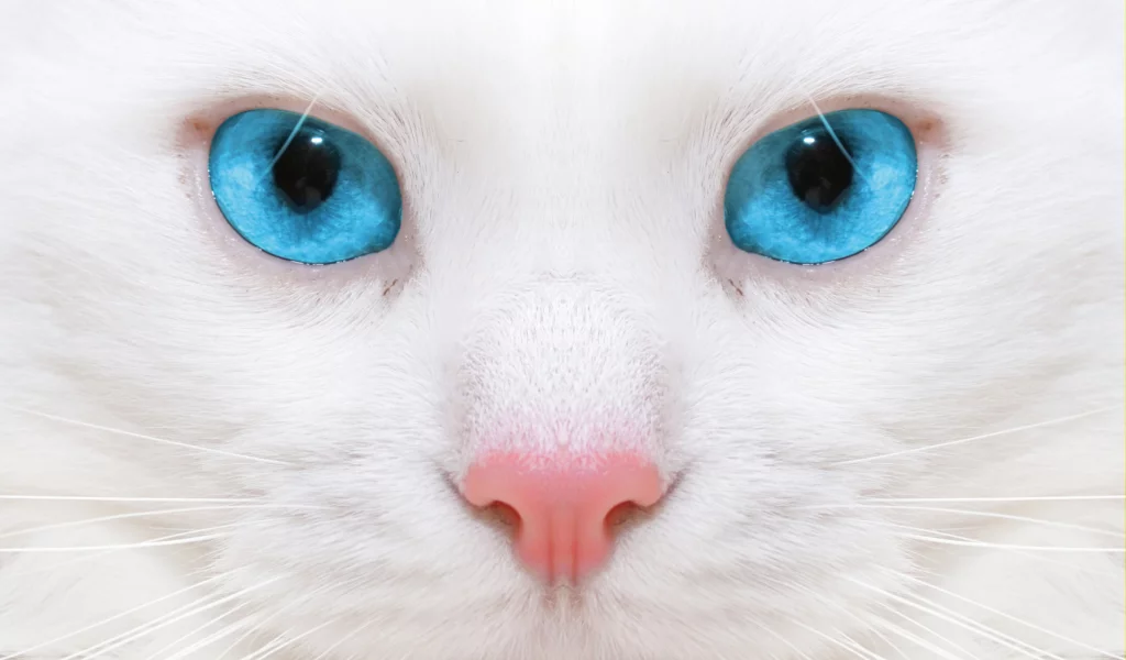 кошка, взгляд