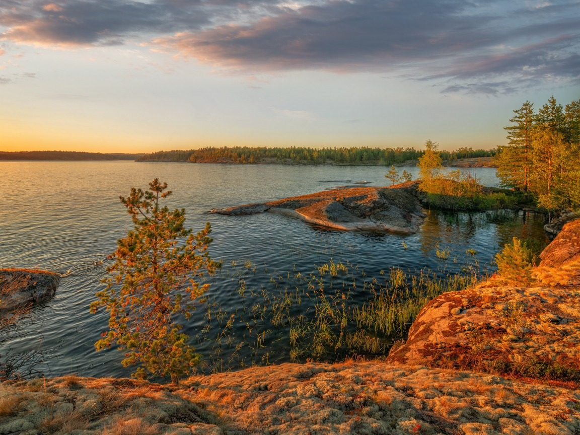 Карелия лес Ладога