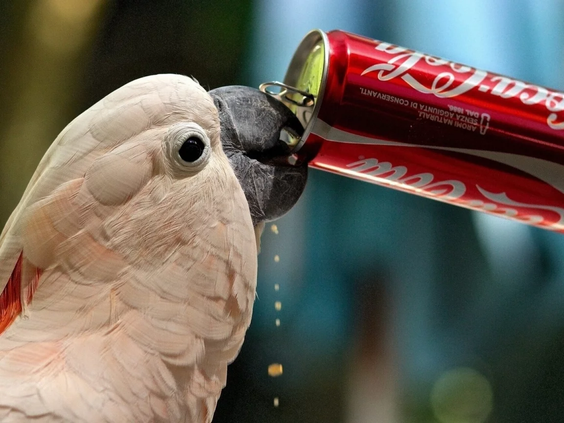 попугай, птица, пьёт coca cola