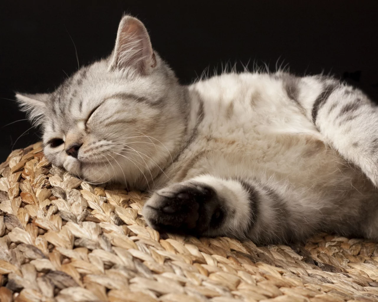 кот, спит