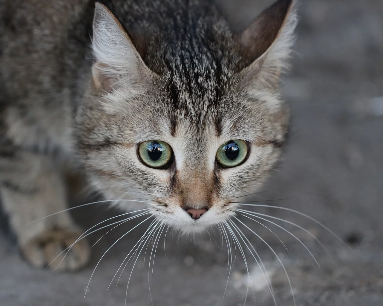 котёнок, взгляд, усы