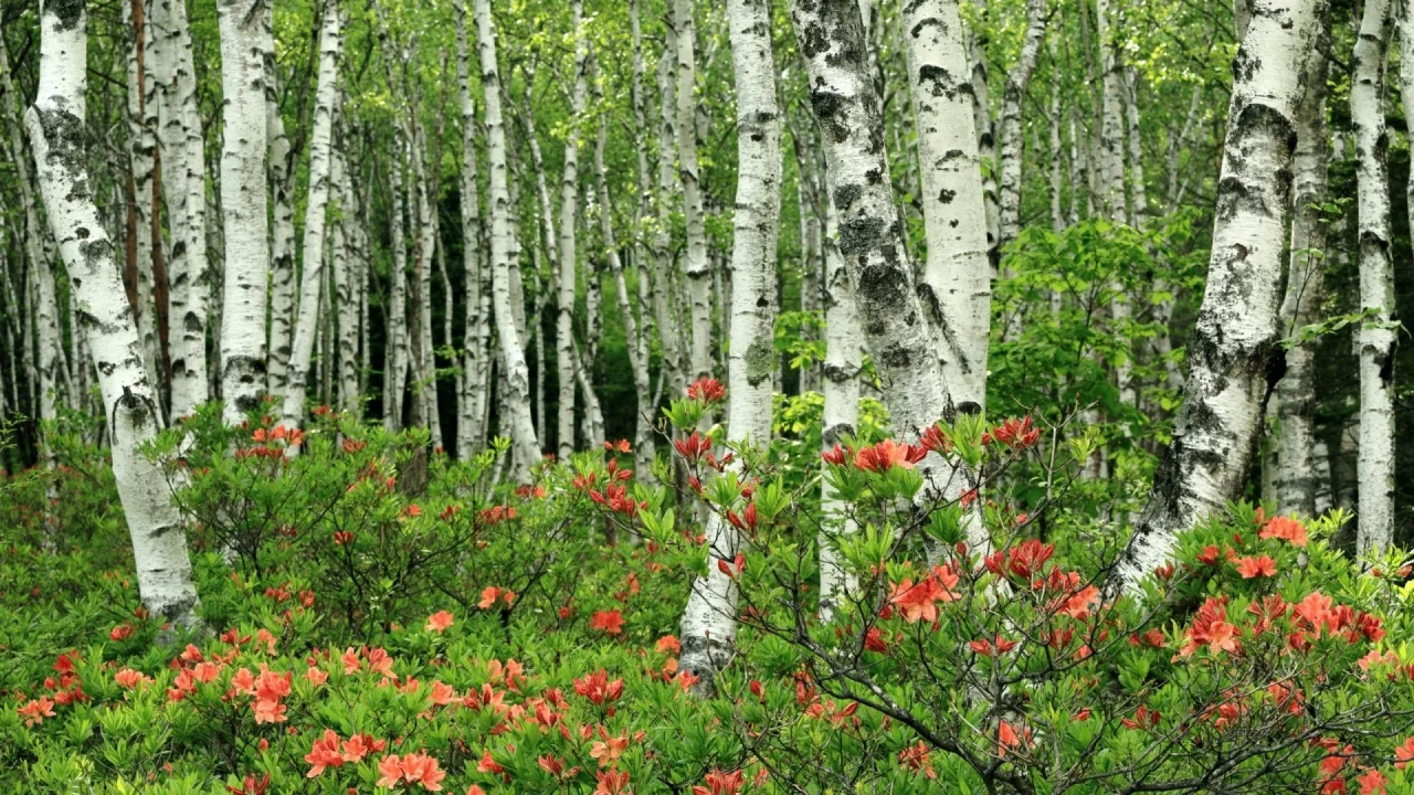 берёзовая роща, цветы