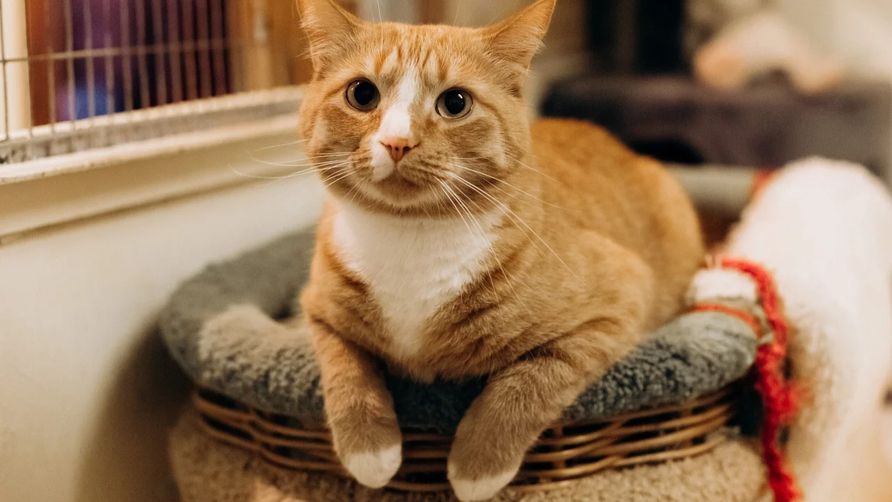кошка, животные, взгляд, уши