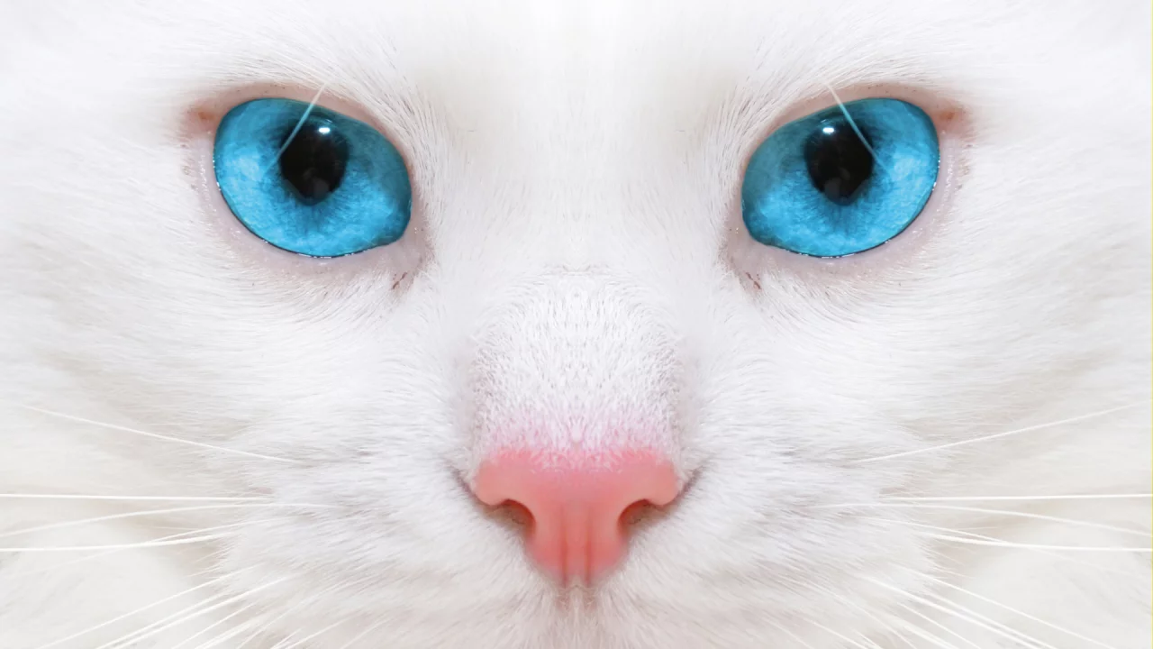 кошка, взгляд