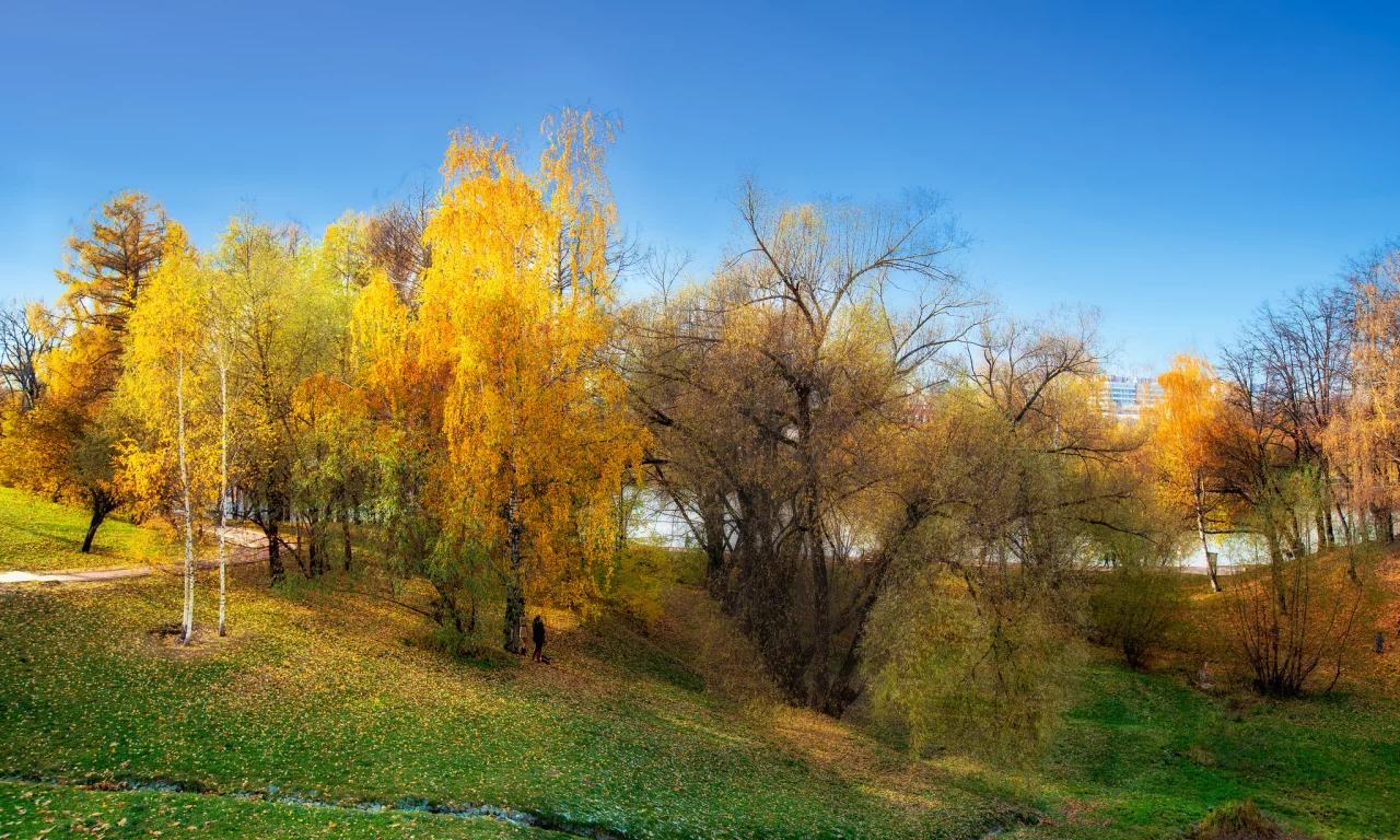 деревья, осень