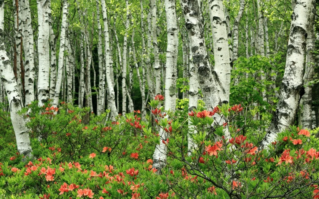 берёзовая роща, цветы
