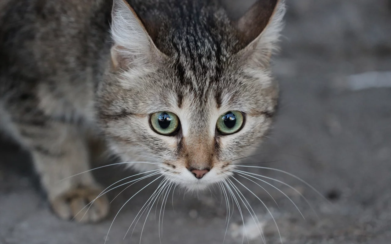 котёнок, взгляд, усы