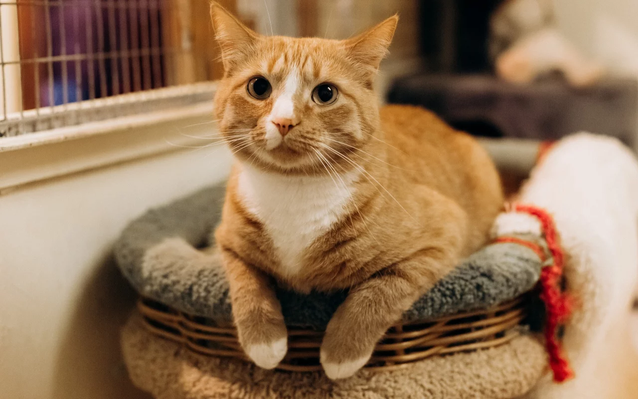 кошка, животные, взгляд, уши