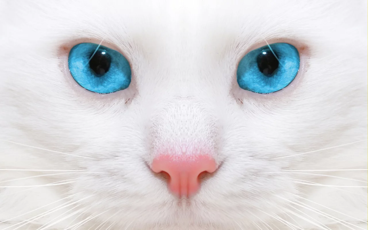 кошка, взгляд