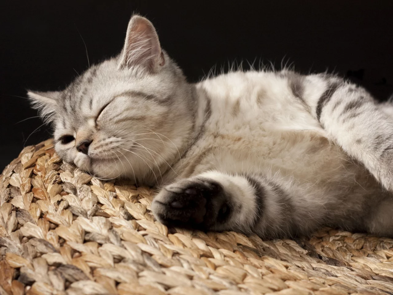 кот, спит
