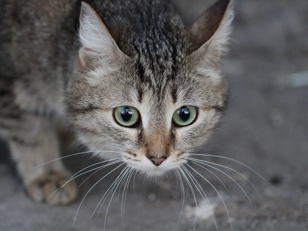 котёнок, взгляд, усы