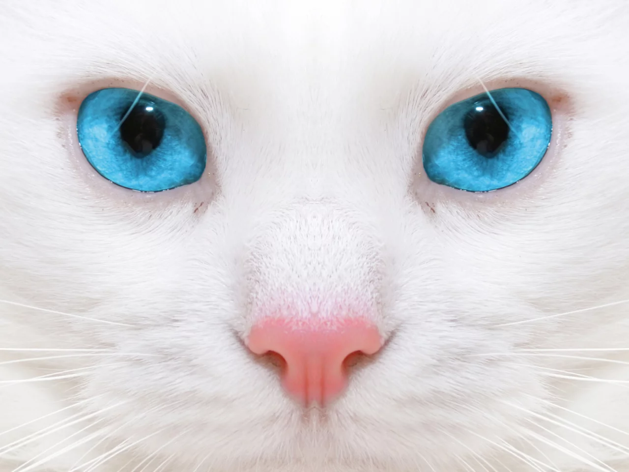 кошка, взгляд